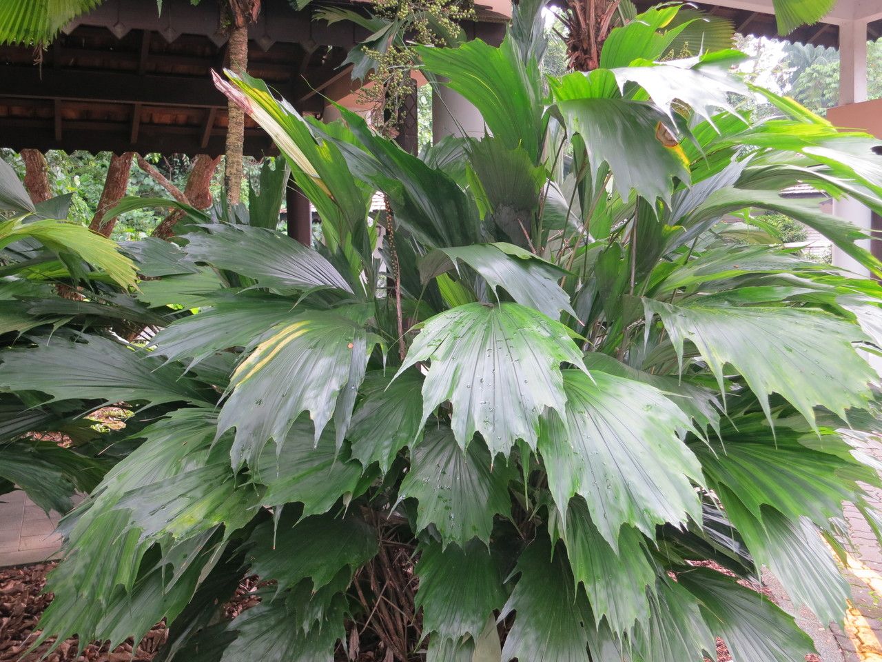 Arenga hookeriana habit