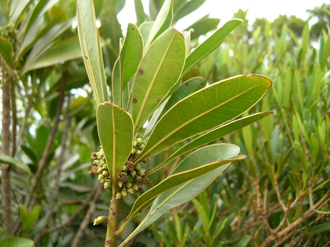 Pycnandra litseiflora habit