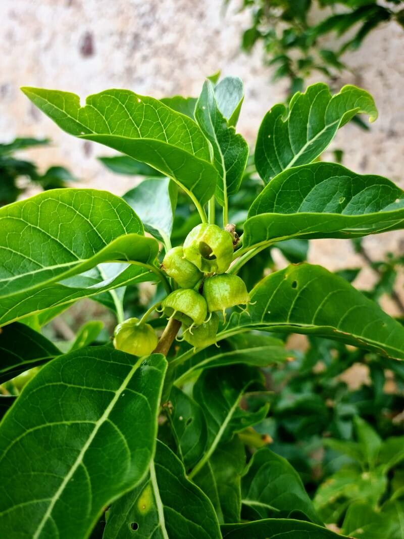 Withania aristata — related species from the same genus