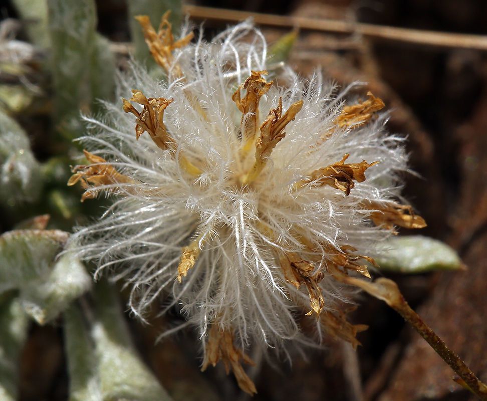 Raillardella argentea flower