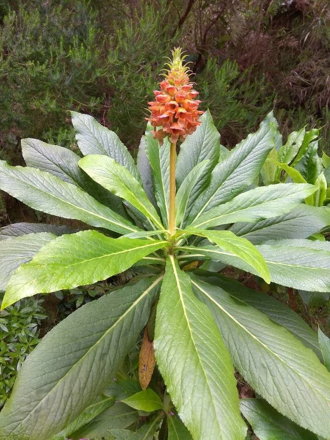 Digitalis sceptrum flower