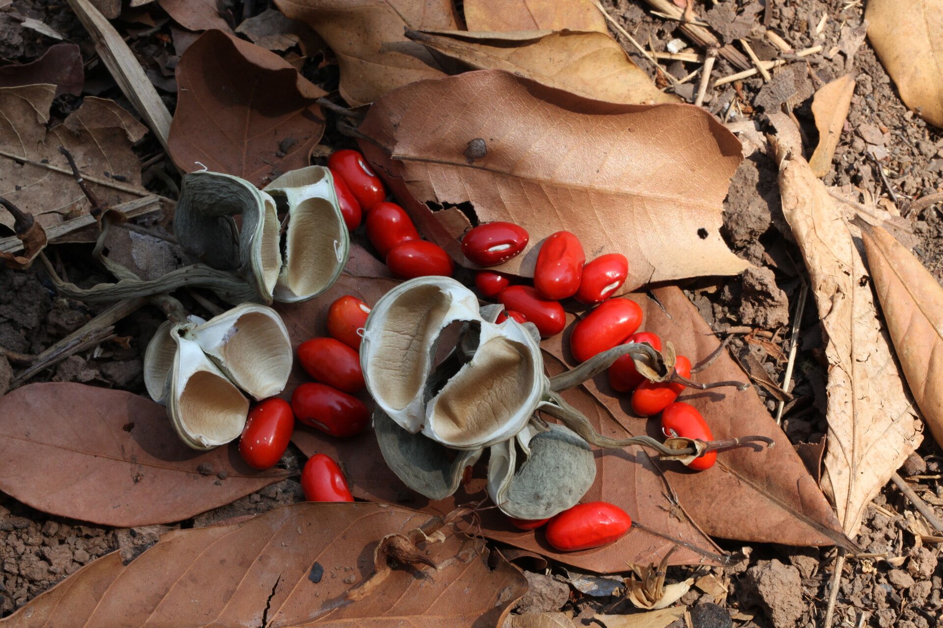 Erythrina excelsa fruit
