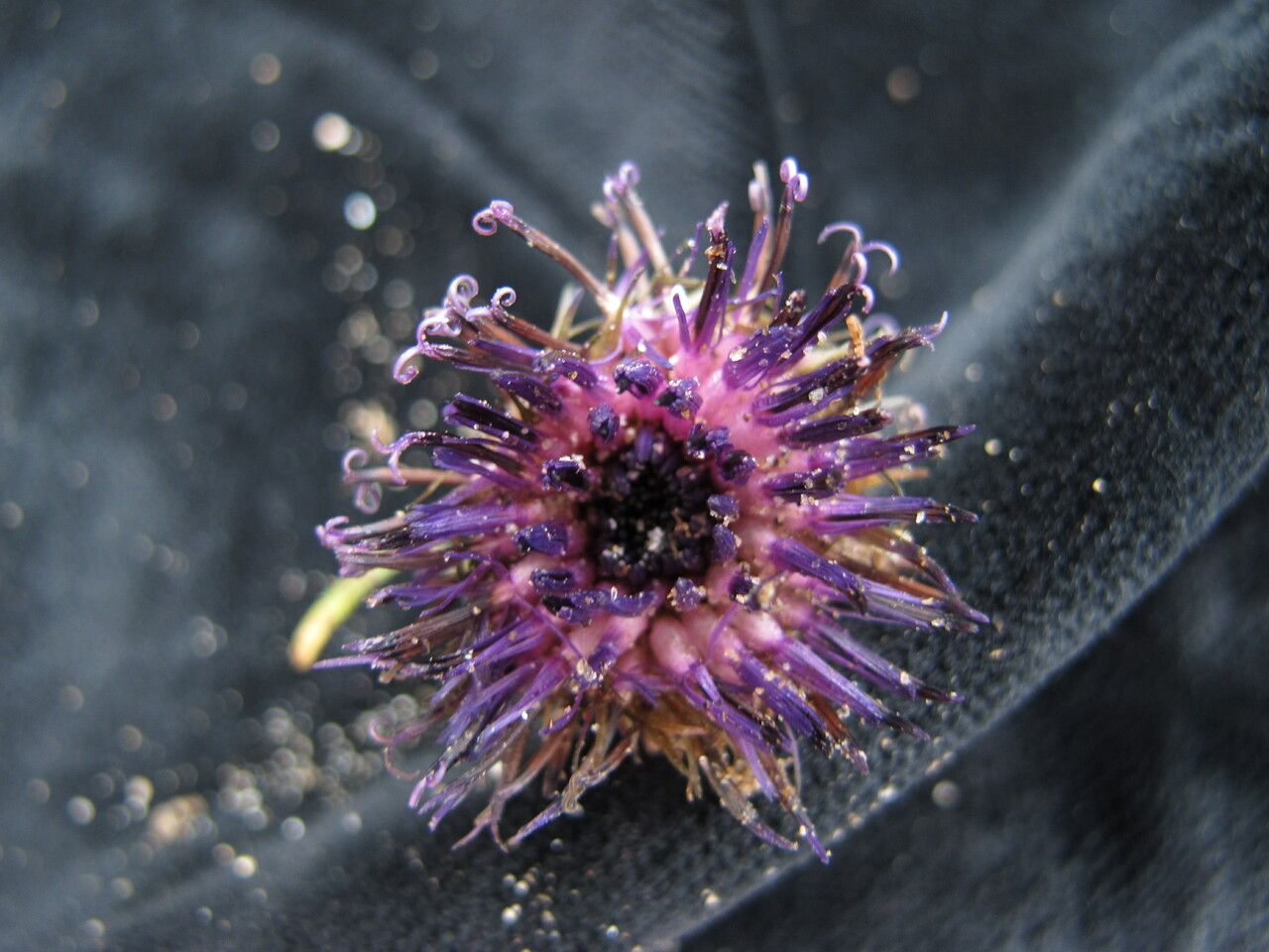 Saussurea leontodontoides — houseplant care guide