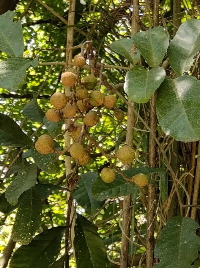 Guarea macrophylla fruit
