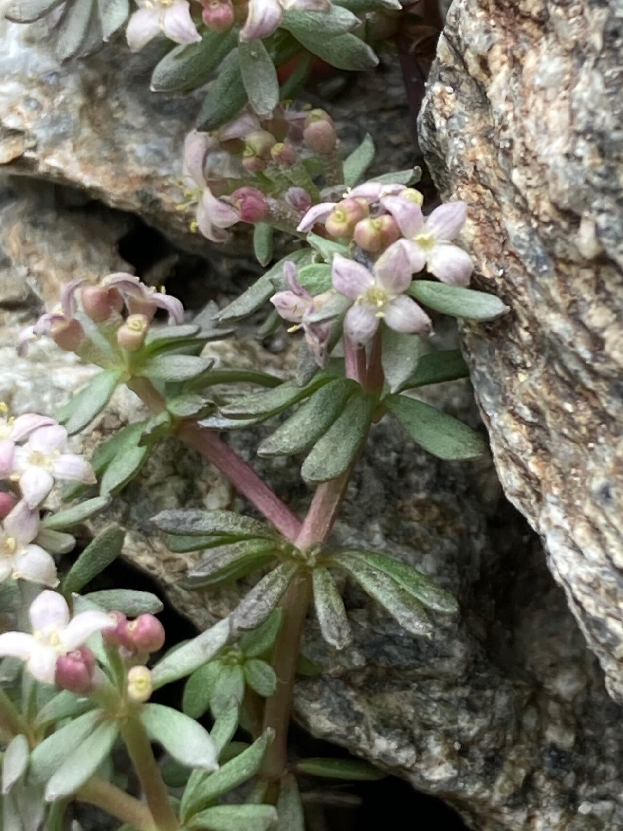 Galium cometerhizon — houseplant care guide