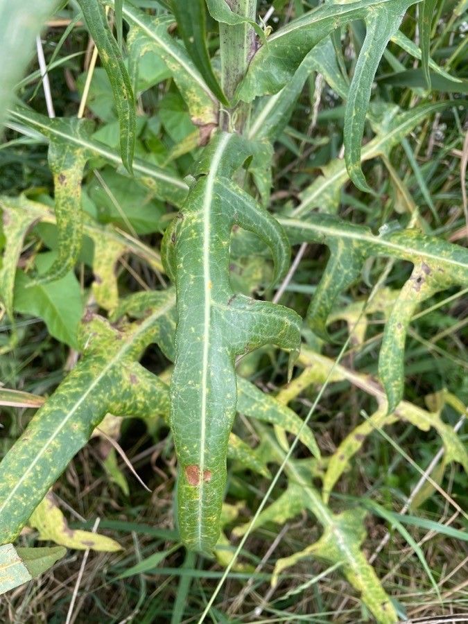 Sonchus palustris leaf