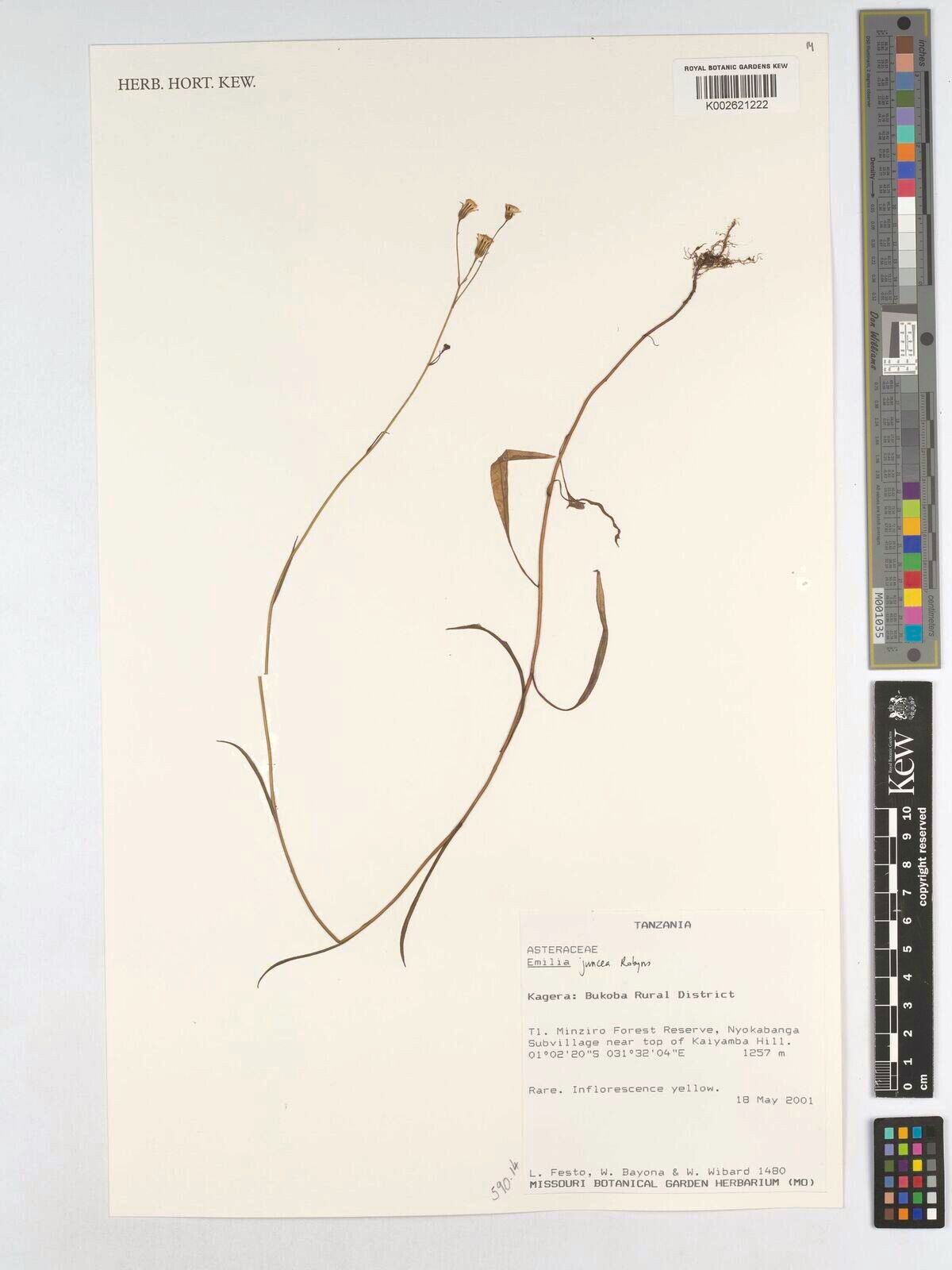 Emilia juncea — search result for 'Emilia'