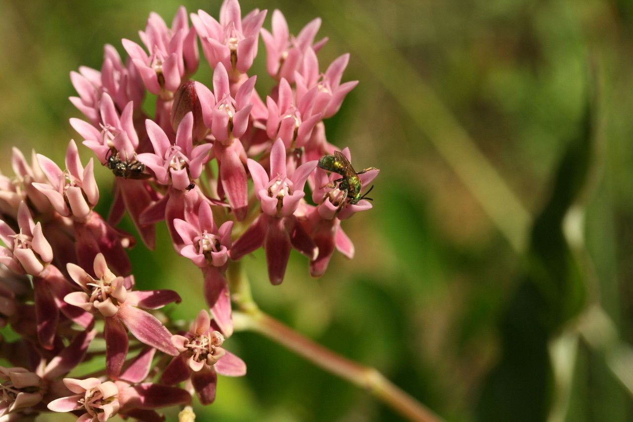 Asclepias rubra flower