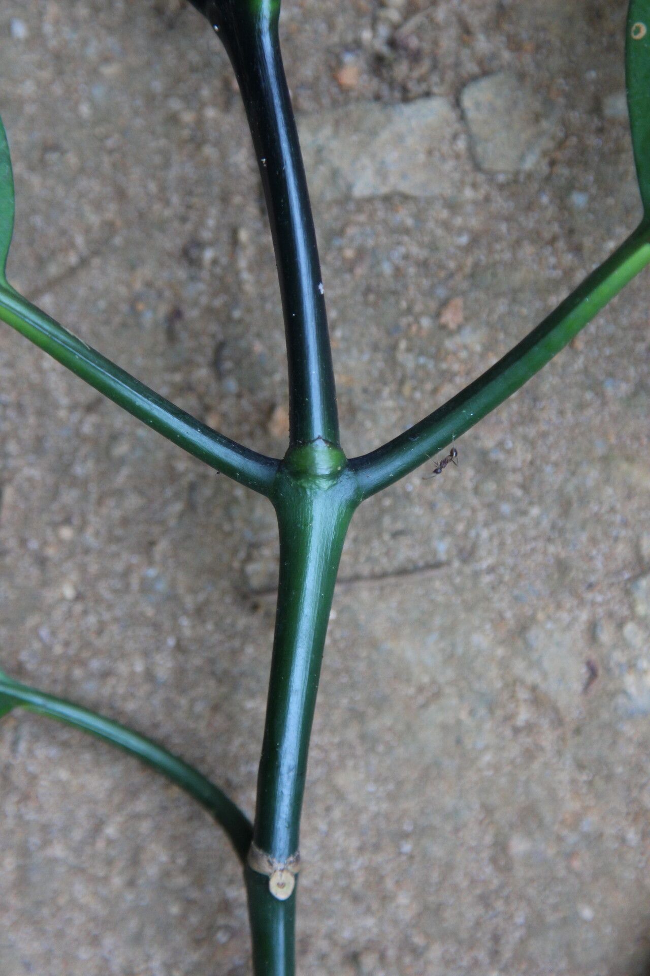 Chassalia zenkeri other