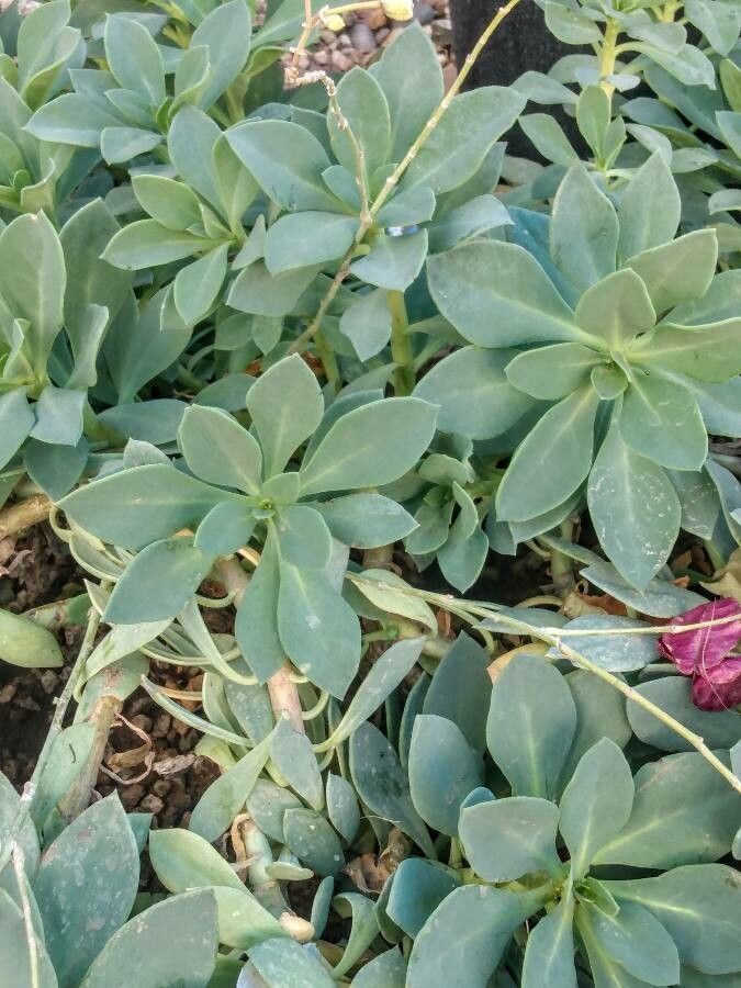 Calandrinia spectabilis — search result for 'Peru'