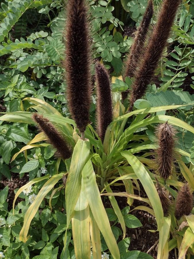 Cenchrus spicatus fruit