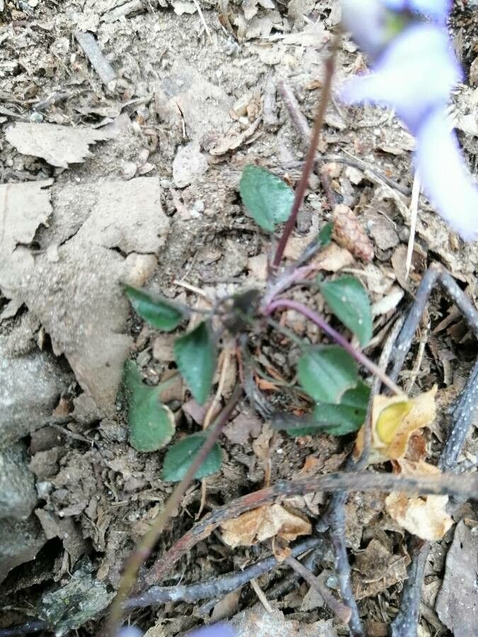 Viola lactea — search result for 'Violaceae'