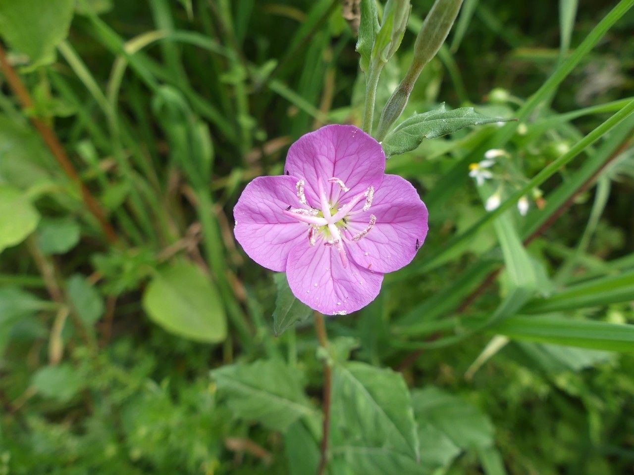 Oenothera rosea flower