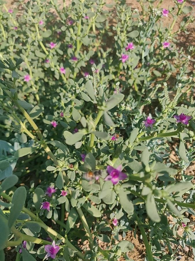 Sesuvium verrucosum flower