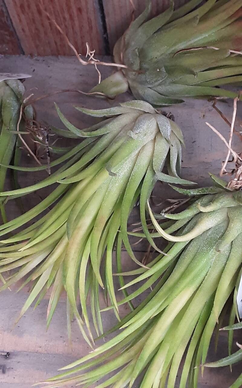 Tillandsia kolbii — houseplant care guide
