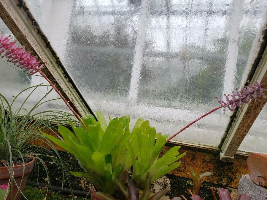 Aechmea cylindrata habit