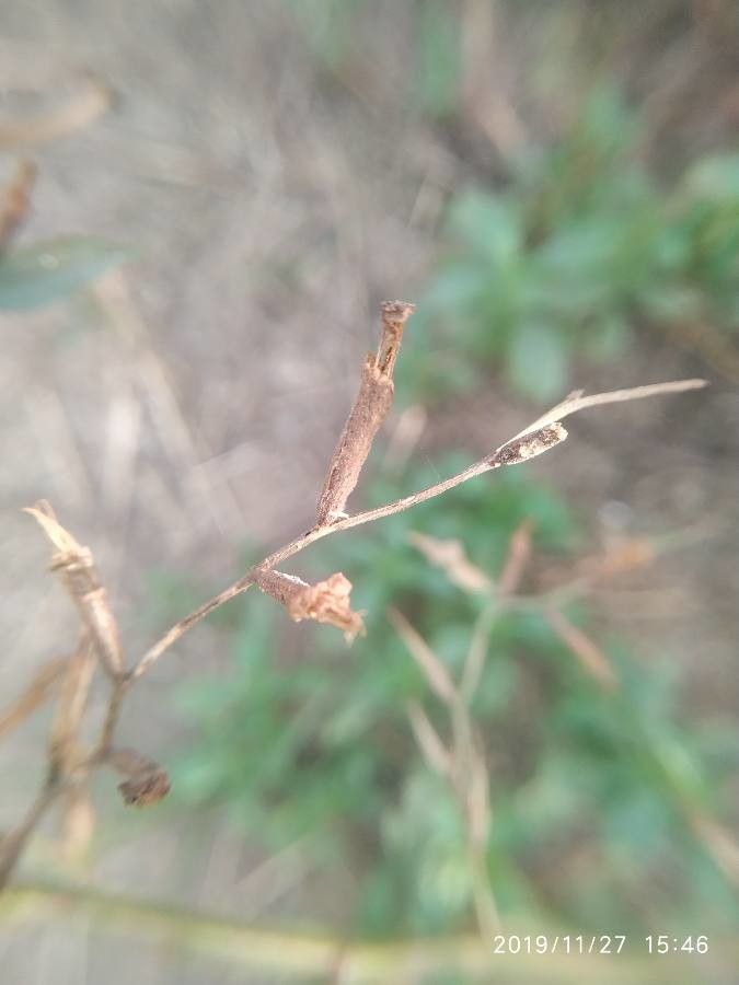 Ludwigia alternifolia fruit