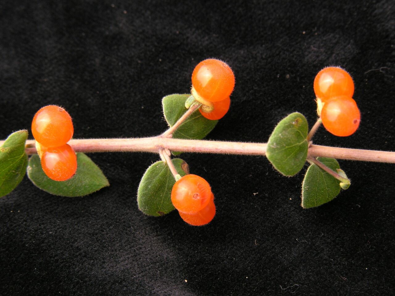Lonicera hypoleuca habit