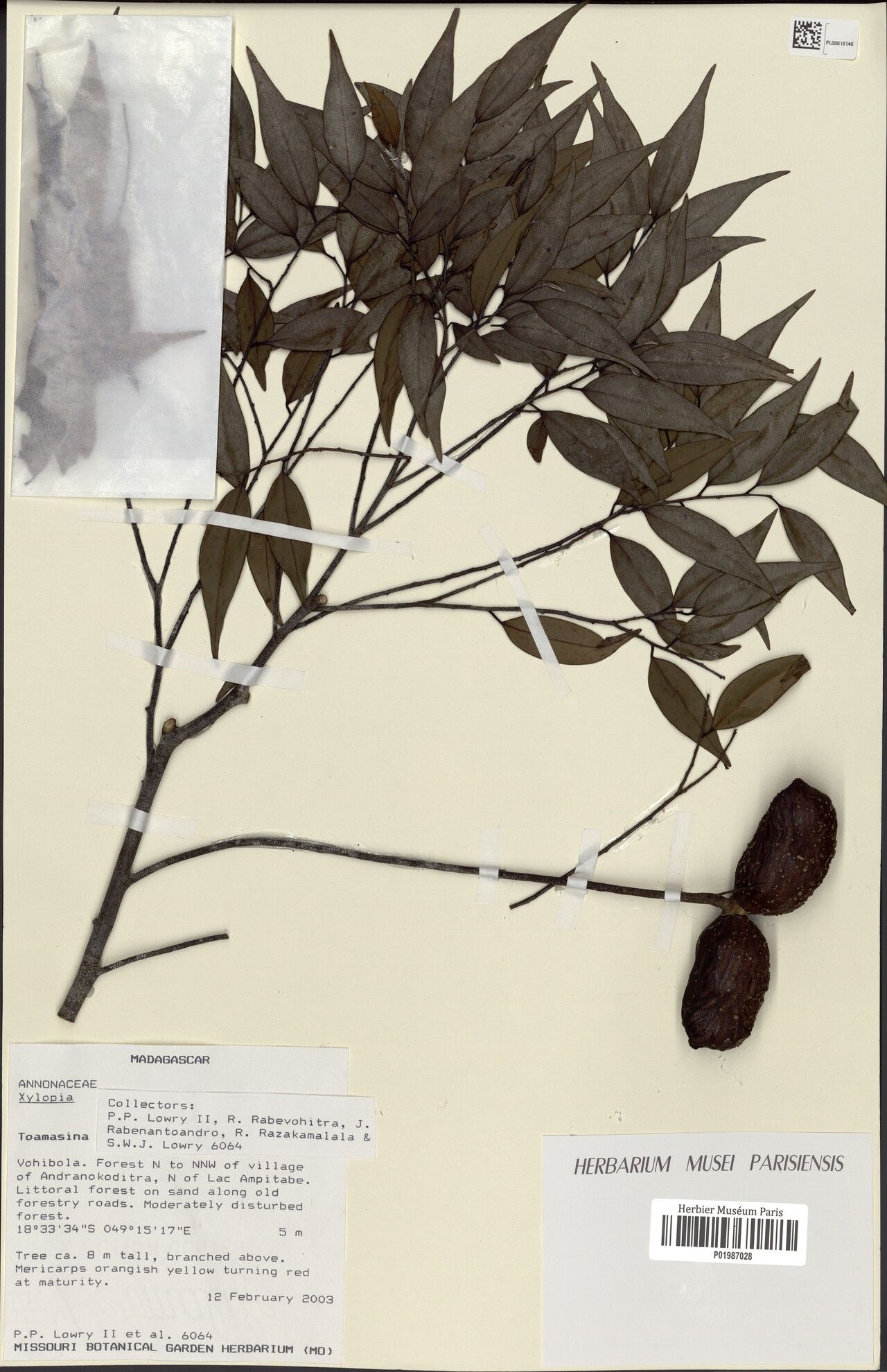 Xylopia longirostra — search result for 'Xylopia'