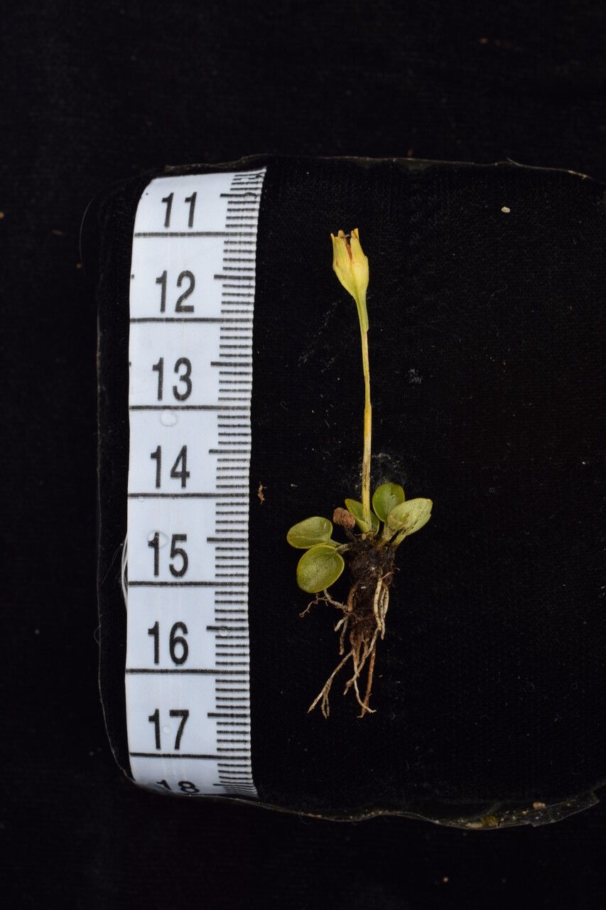 Parnassia pusilla other