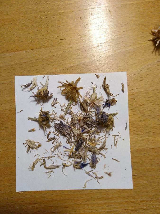 Centaurea cyanifolia fruit