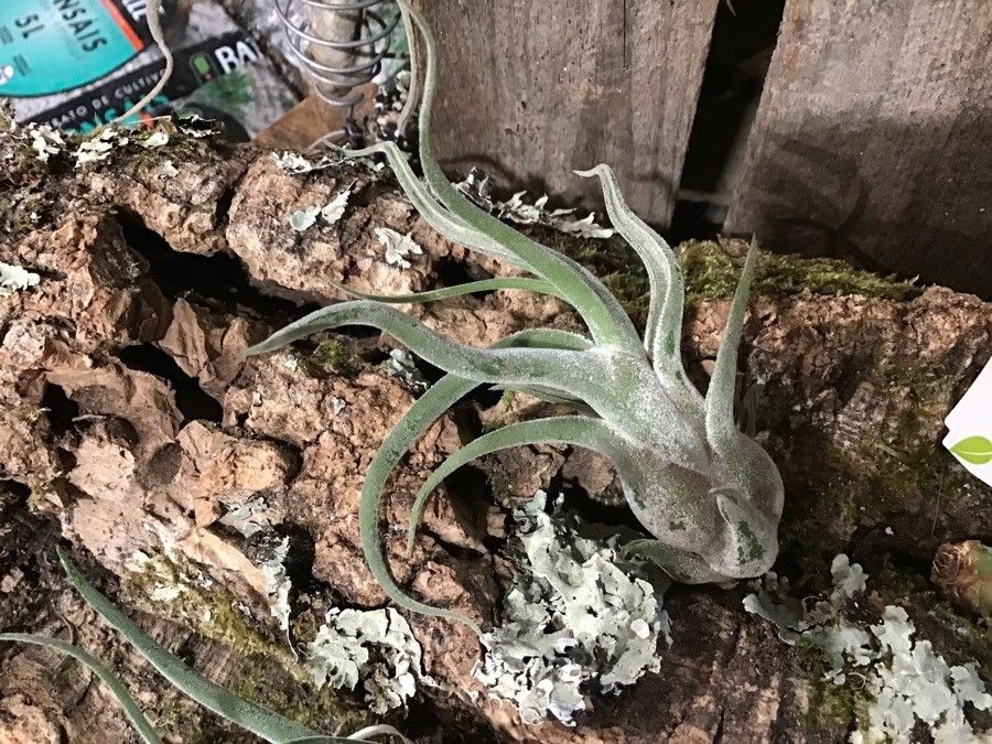 Tillandsia paucifolia — search result for 'Belize'