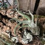 Tillandsia paucifolia