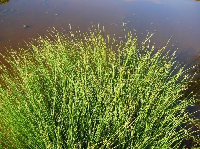 Cyperus laevigatus habit