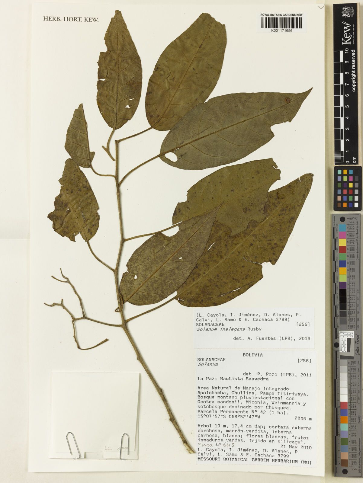 Solanum inelegans — houseplant care guide