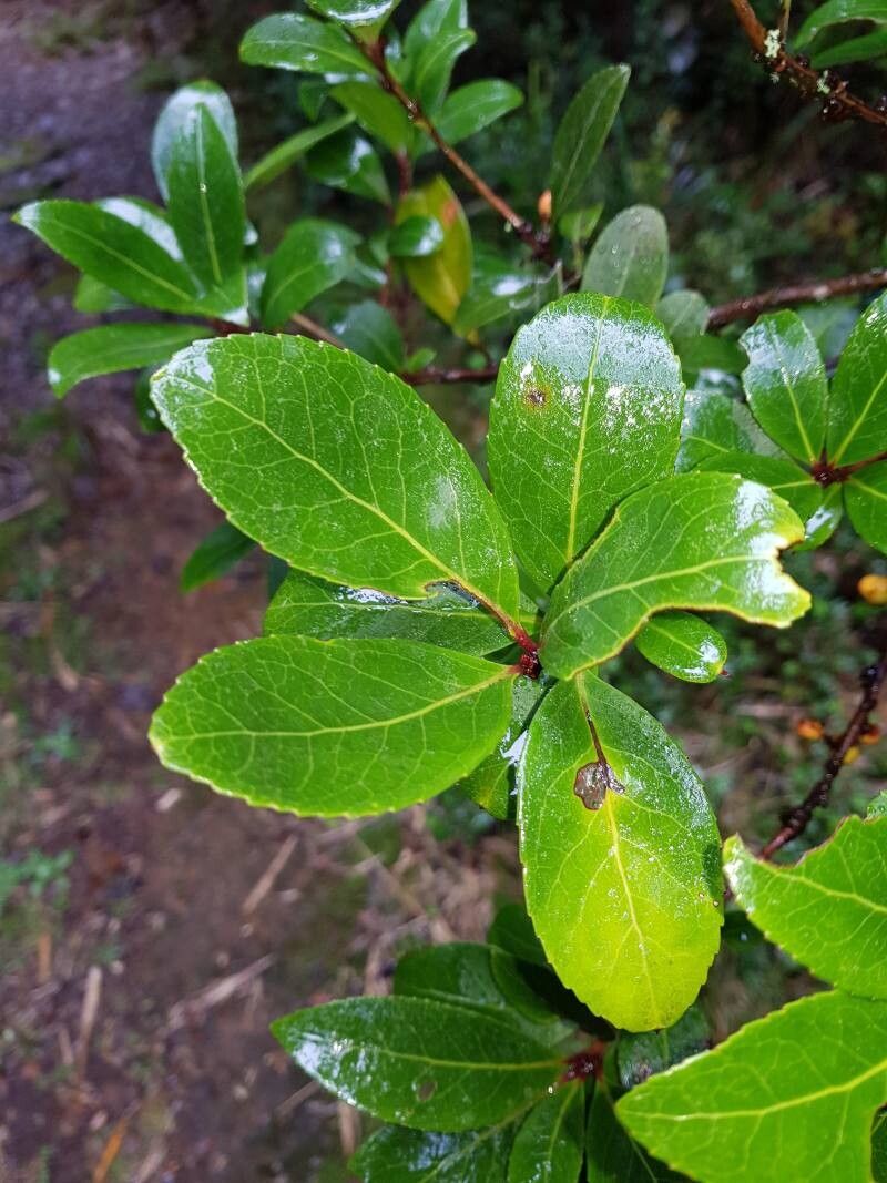 Maytenus woodsonii leaf