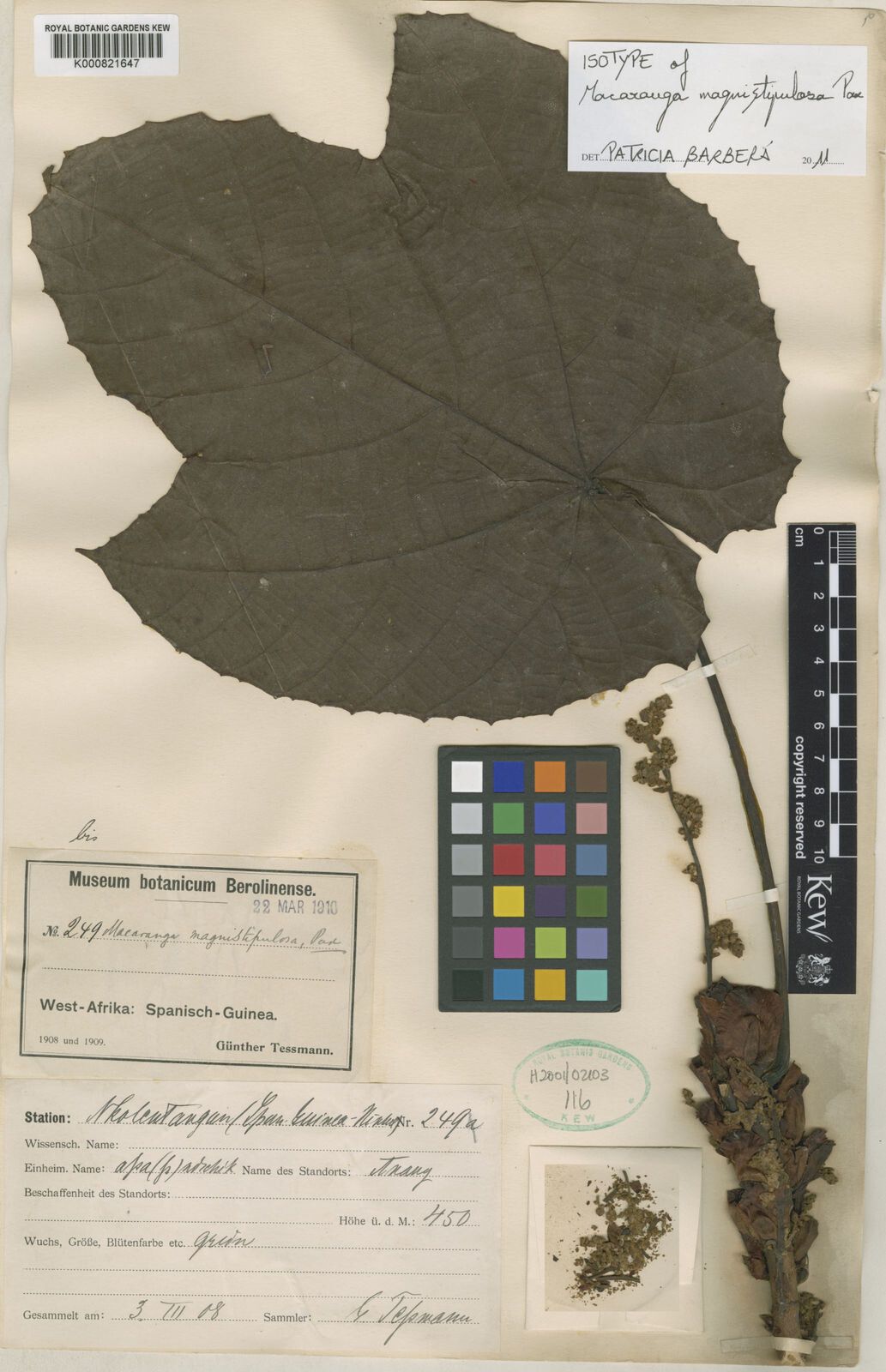 Macaranga magnistipulosa — houseplant care guide