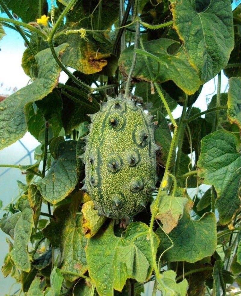 Cucumis metuliferus fruit