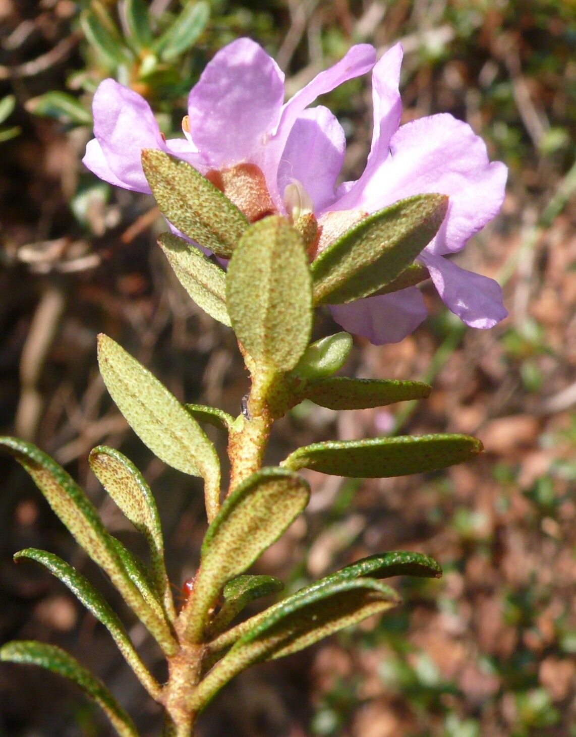 Rhododendron complexum — houseplant care guide