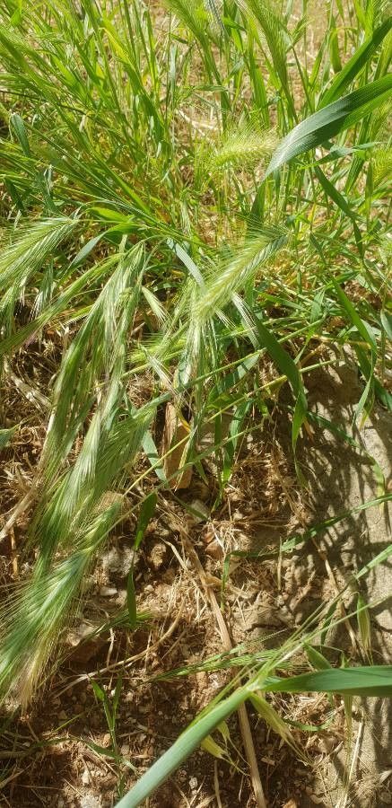 Hordeum geniculatum leaf