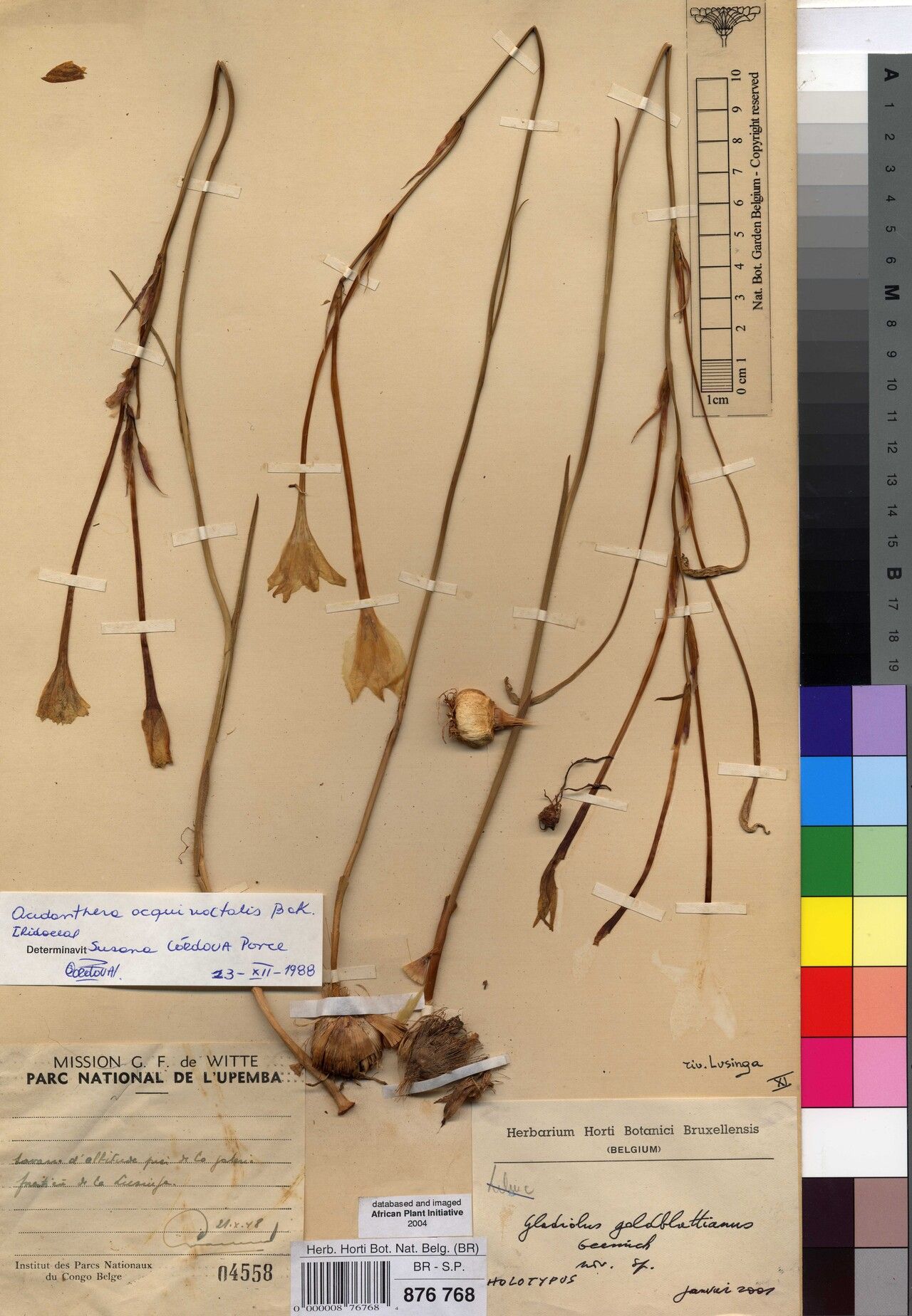 Gladiolus goldblattianus — search result for 'Gladiolus'