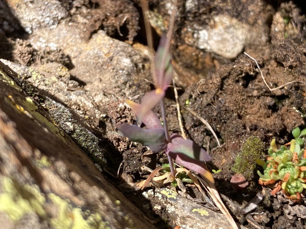 Silene rupestris — search result for 'Silene'