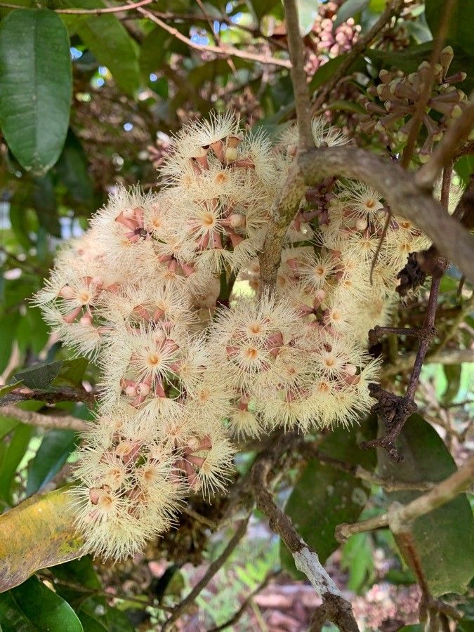Syzygium multipetalum flower