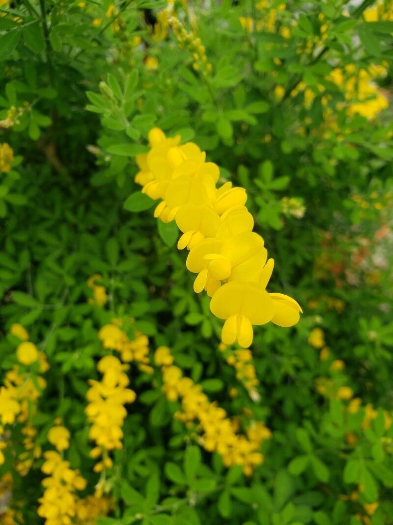 Genista canariensis flower