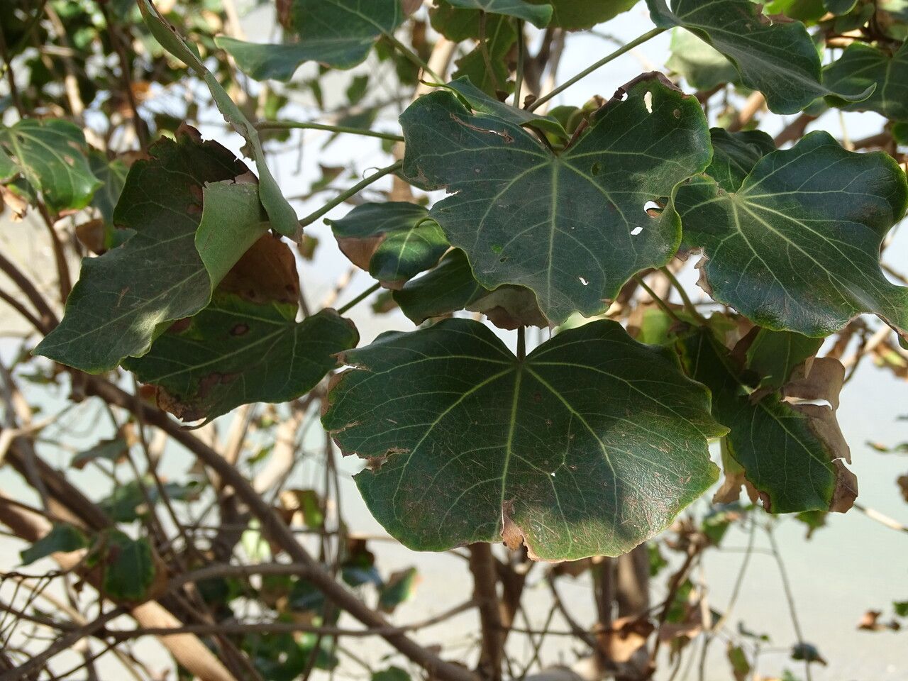 Thespesia populneoides — search result for 'Thespesia'