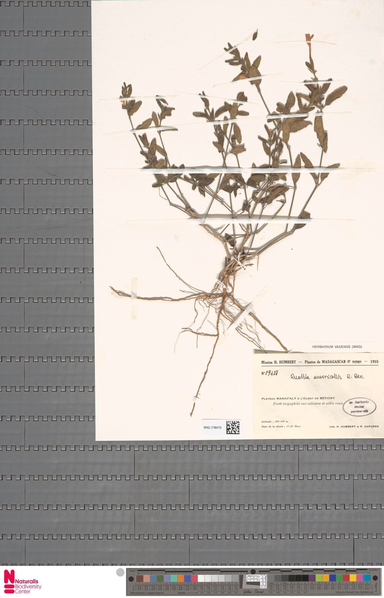 Ruellia ansericollis — search result for 'Ruellia'