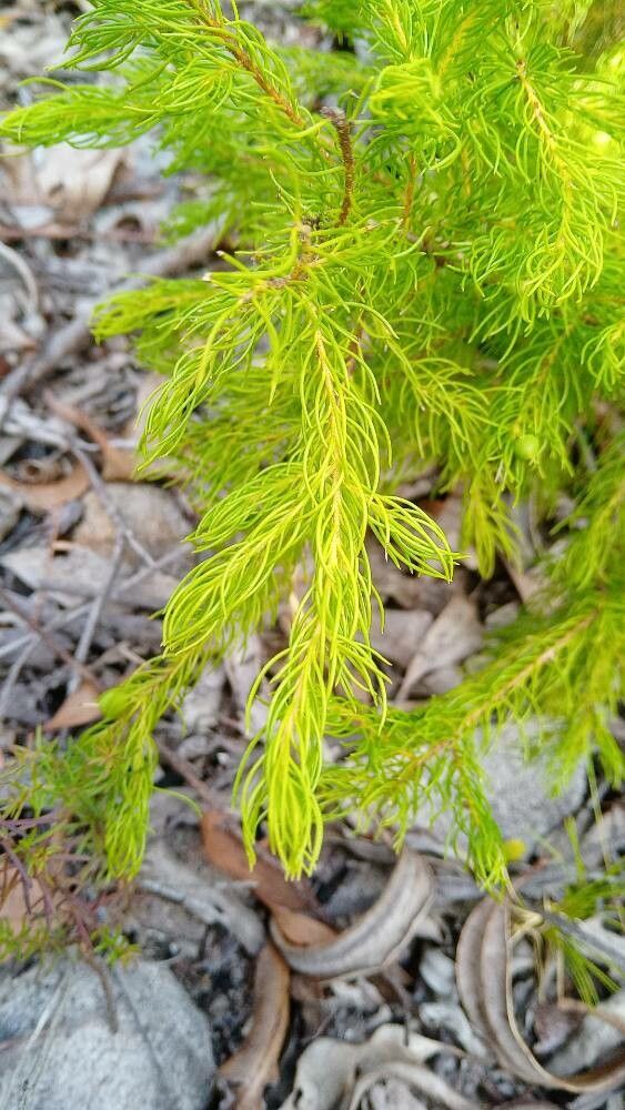 Persoonia tenuifolia — houseplant care guide