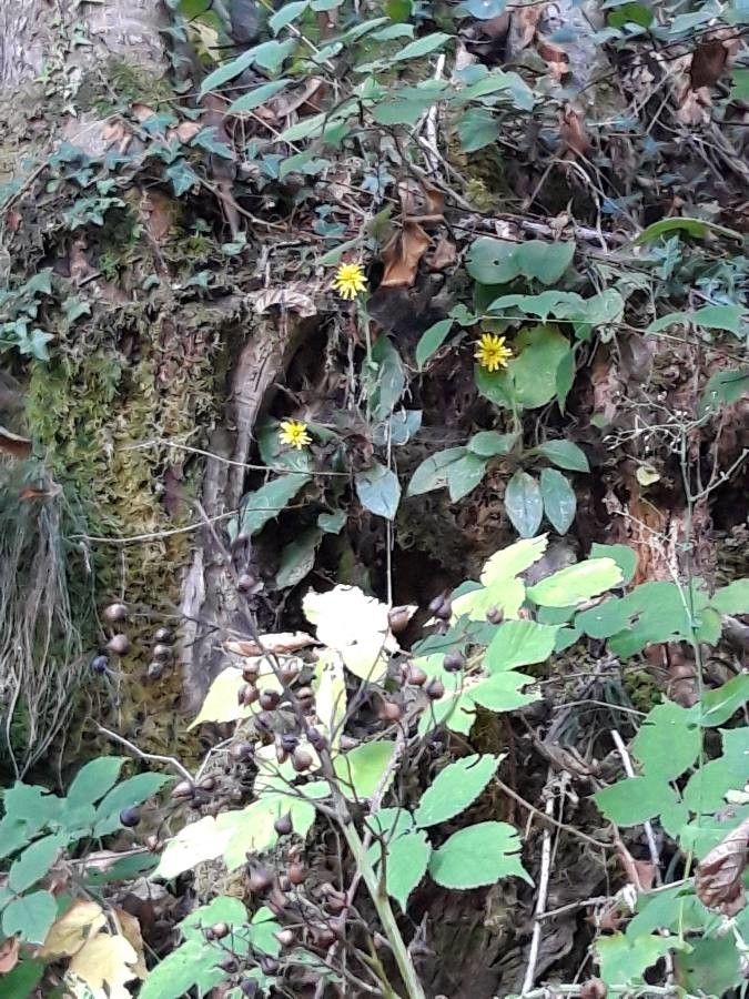 Hieracium venosum flower