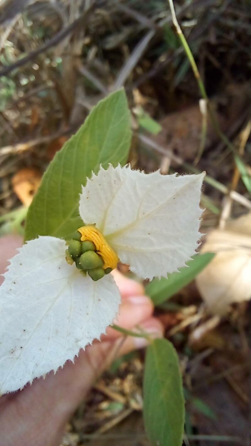 Dalechampia caperonioides fruit