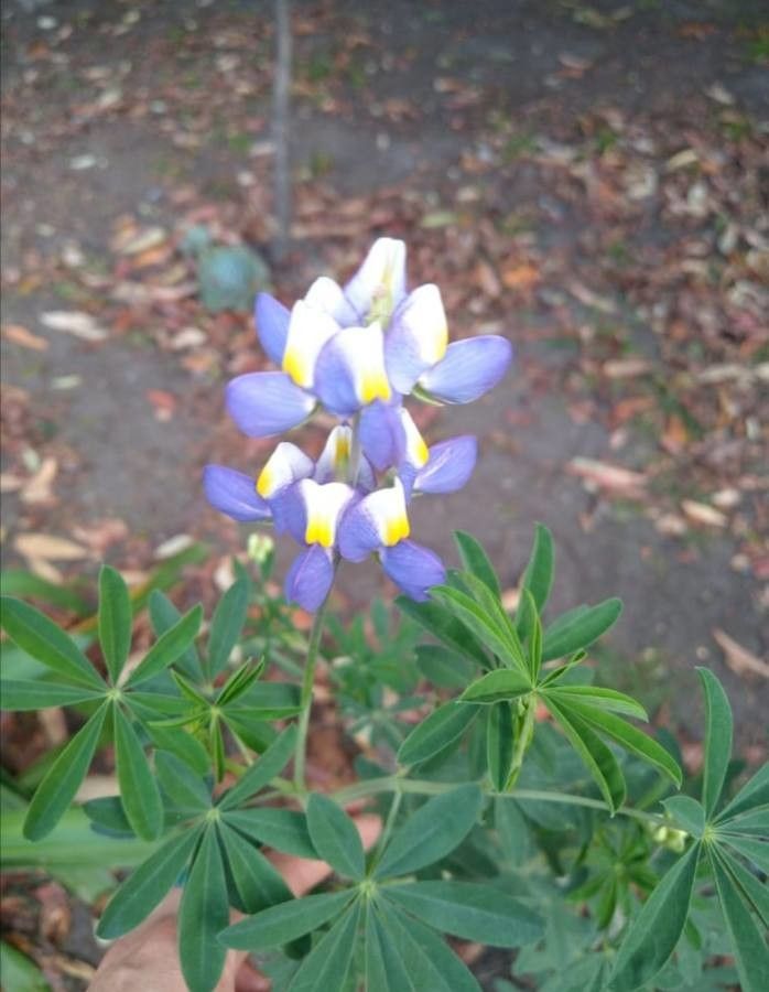 Lupinus bogotensis flower