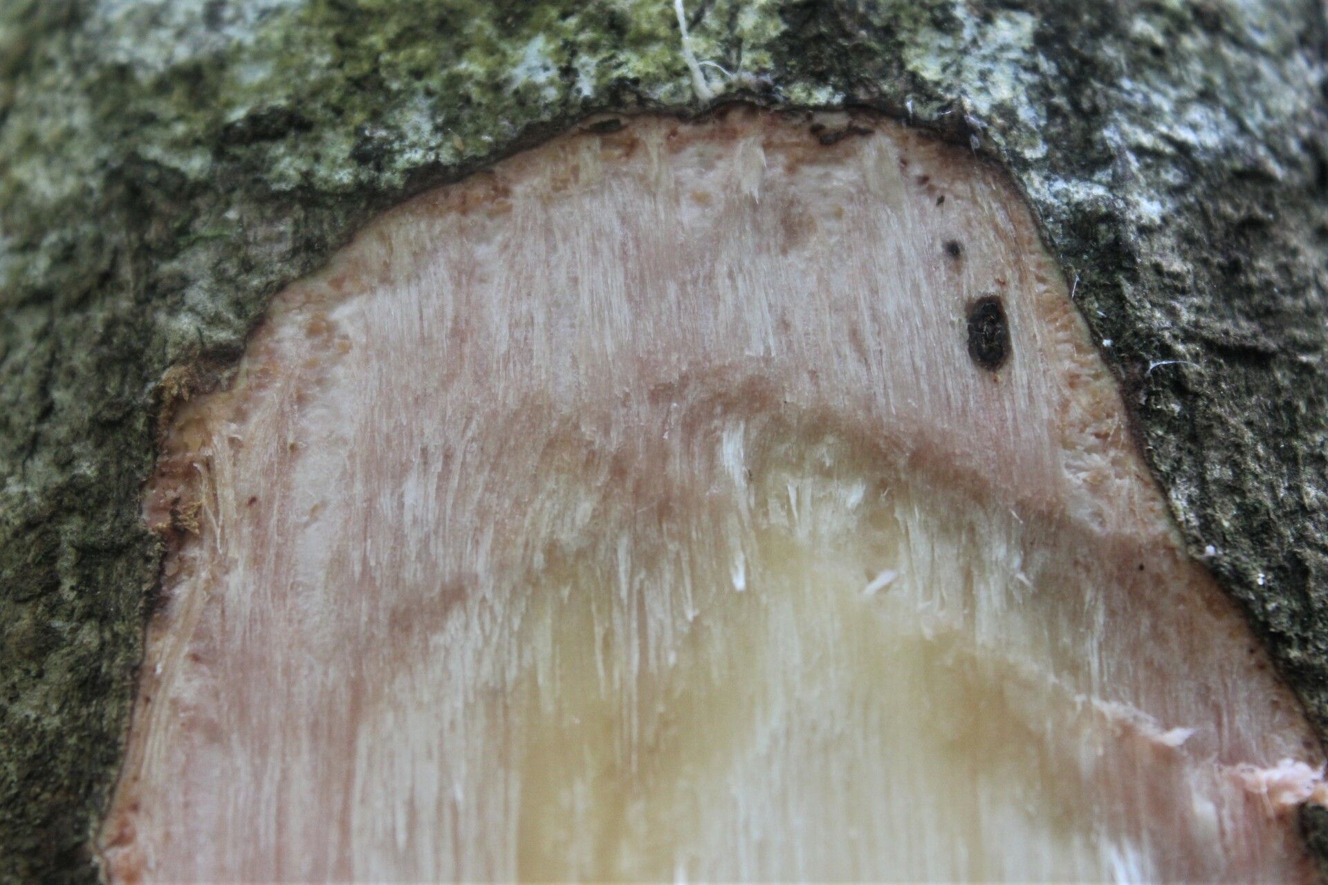 Lannea welwitschii bark