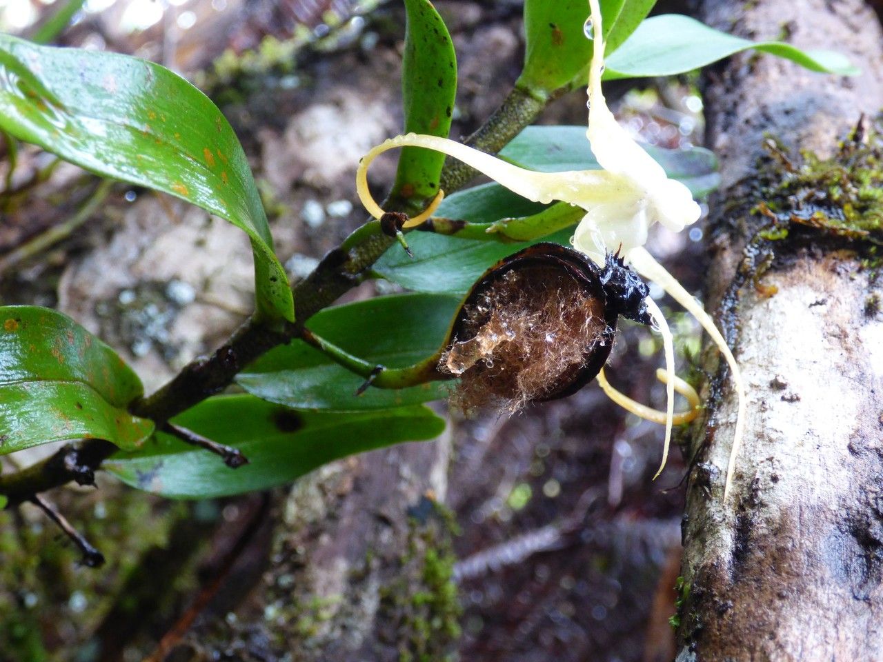 Angraecum corrugatum fruit