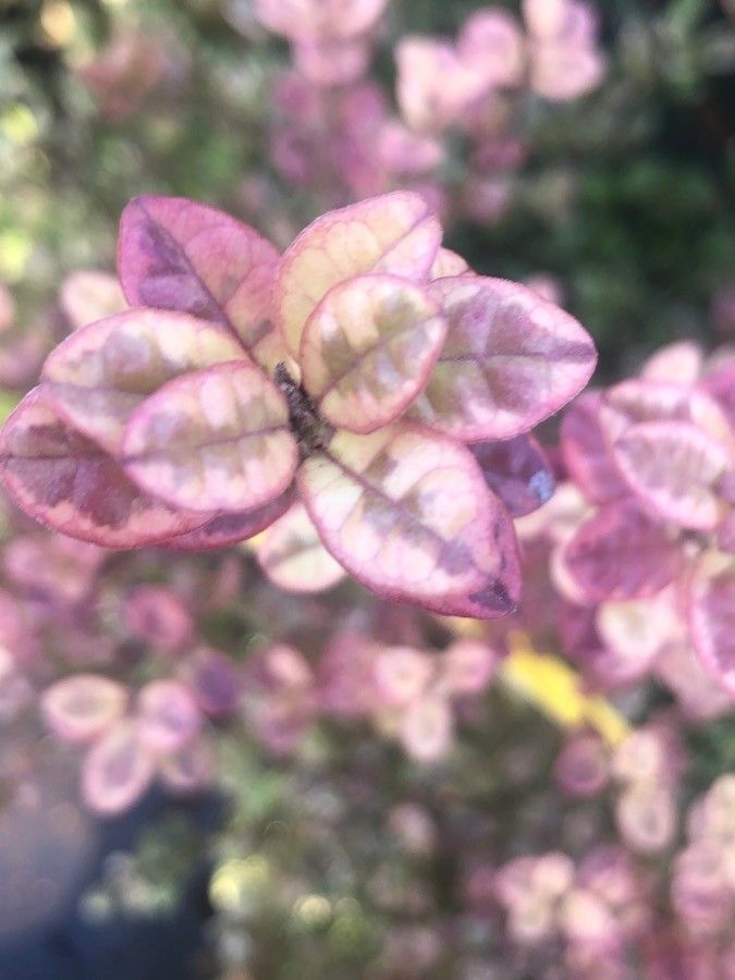 Lophomyrtus bullata — search result for 'Myrtaceae'