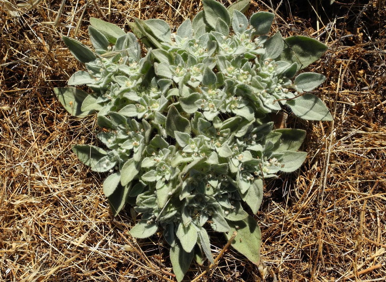 Croton setigerus habit