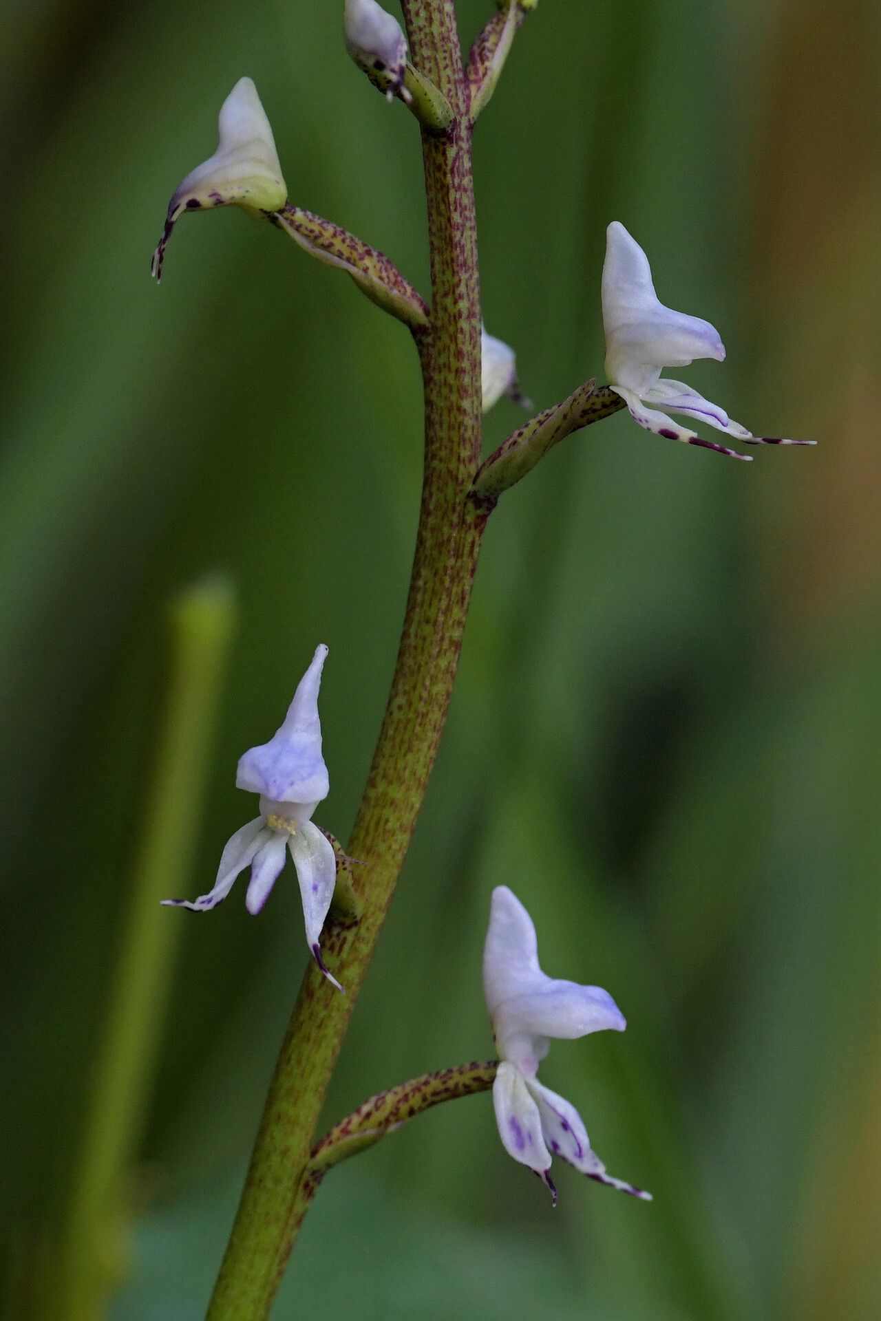 Disa dichroa flower