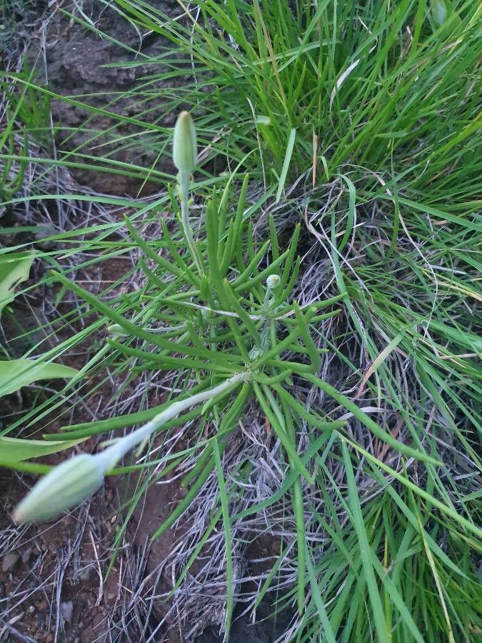 Kleinia picticaulis leaf